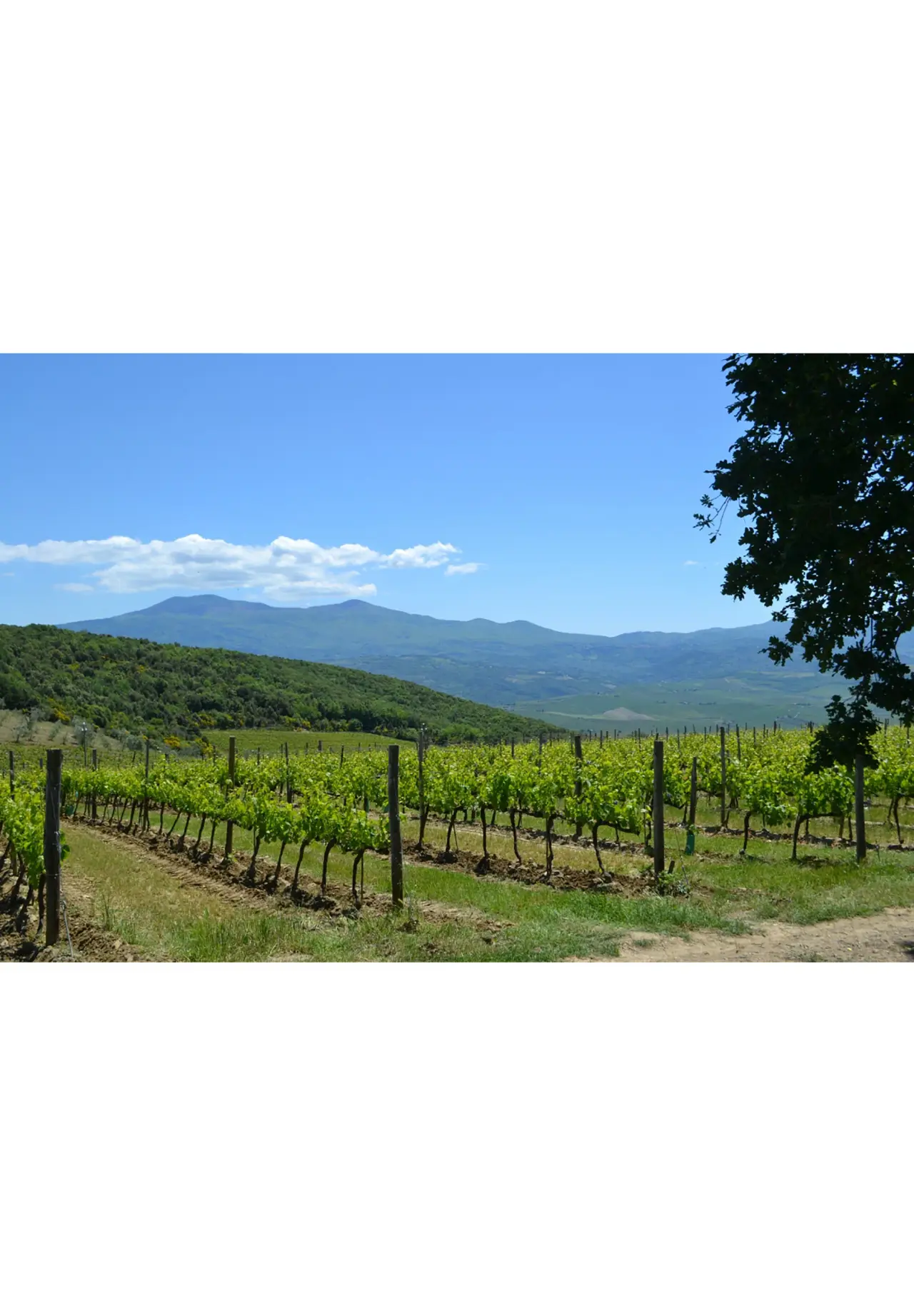 VENTOLAIO Brunello di Montalcino 2019 温图莱奥 布鲁奈罗红葡萄酒 750ml