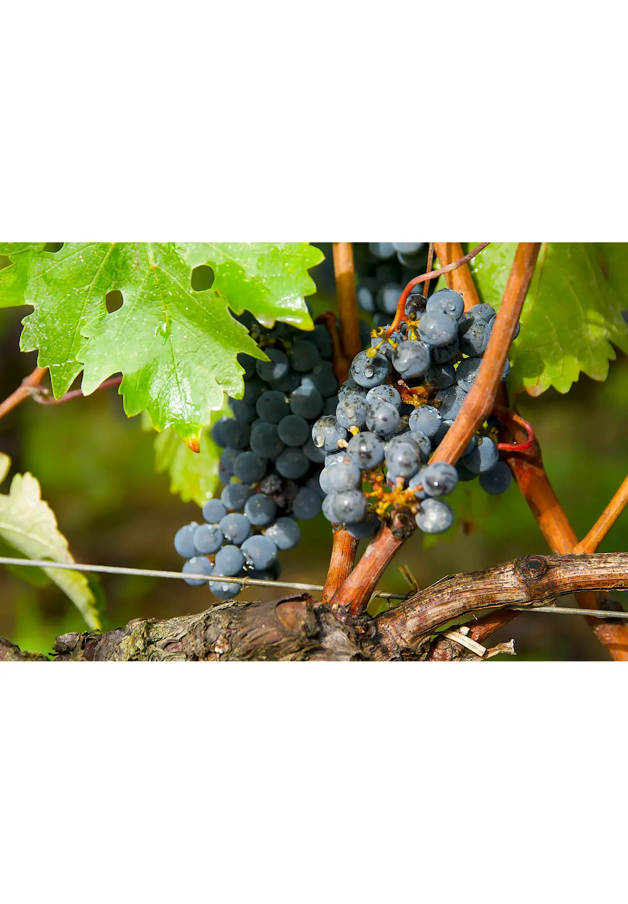 CLOS BADON THUNEVIN 2022（克洛·巴东·图内万）750ml