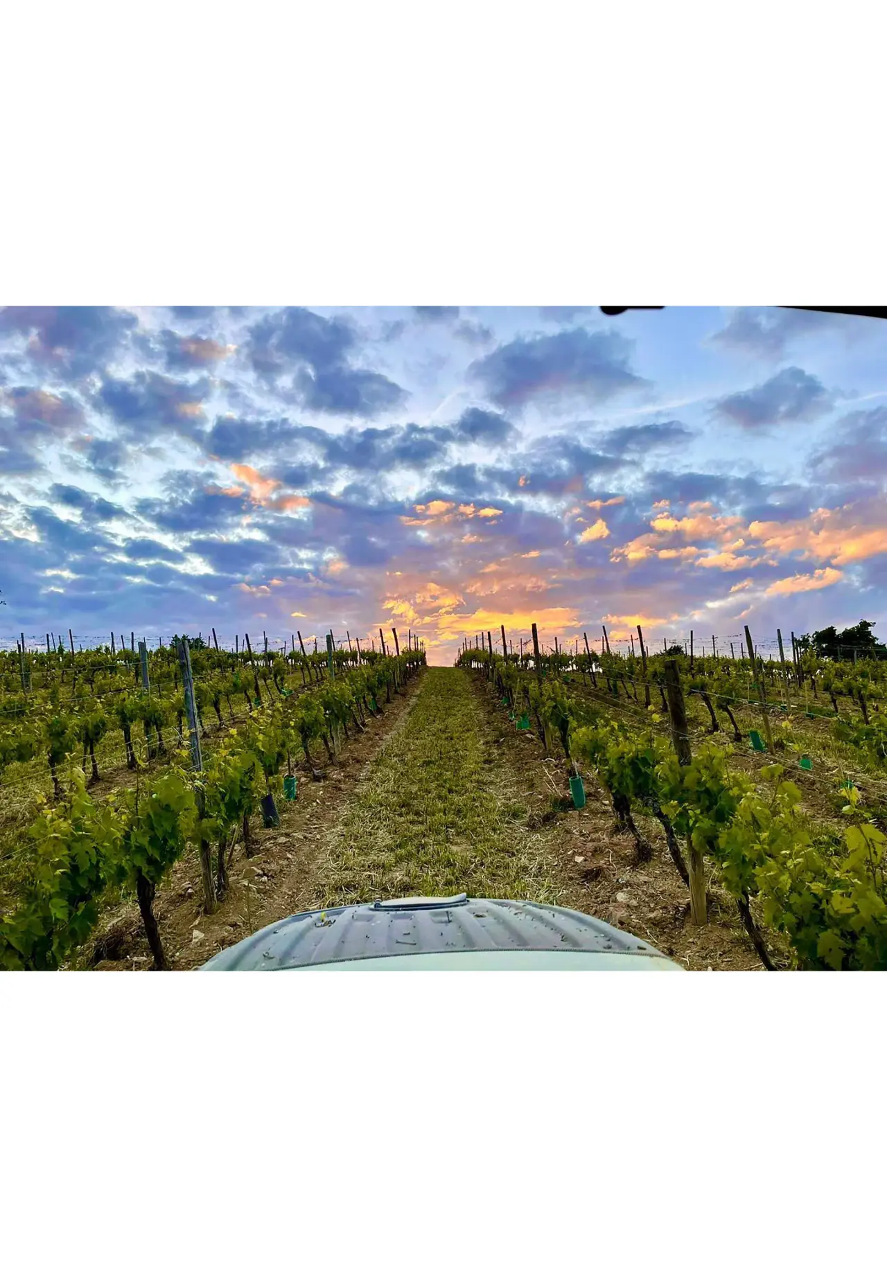 VENTOLAIO Brunello di Montalcino 2019 温图莱奥 布鲁奈罗红葡萄酒 750ml
