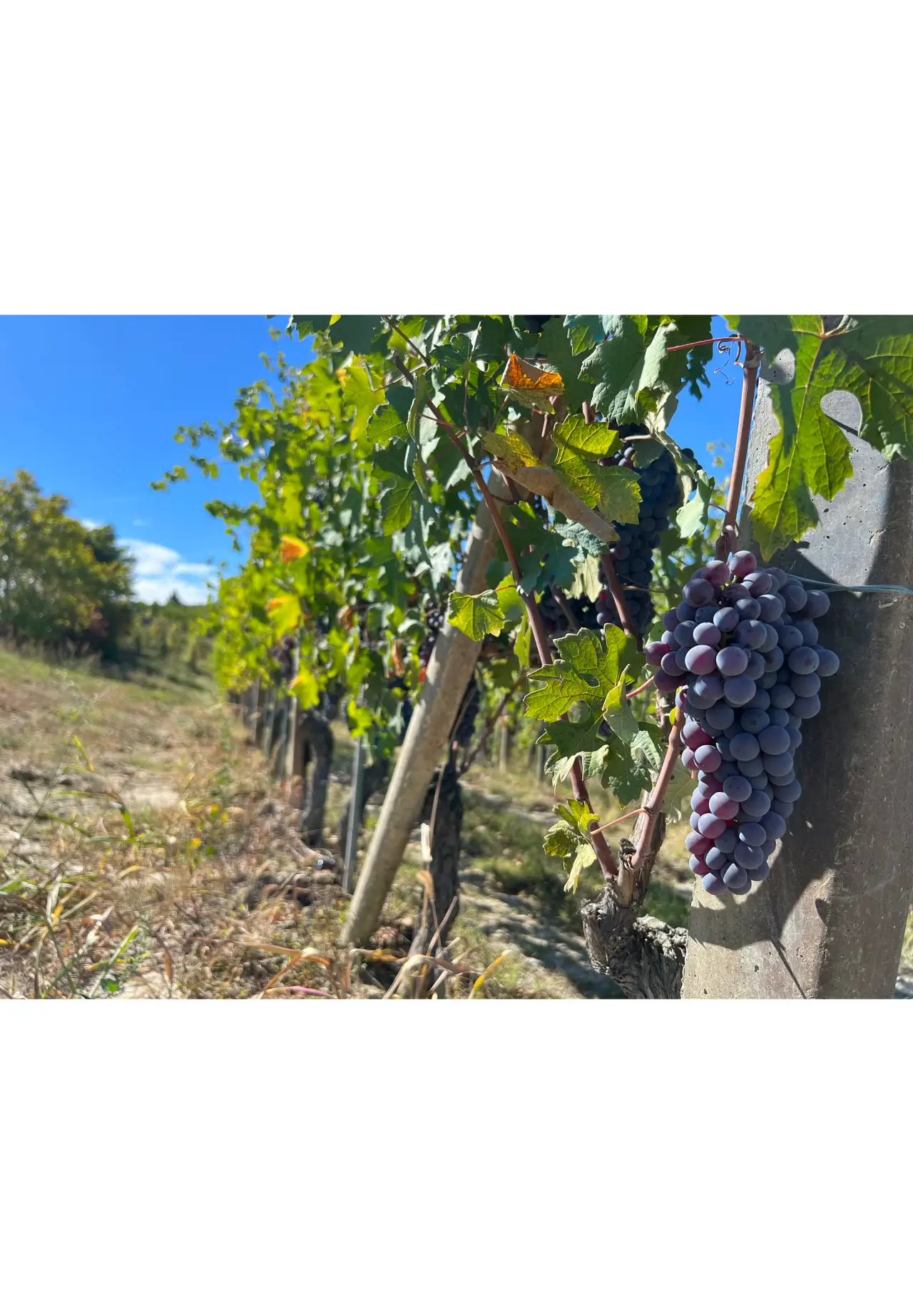 BREZZA BAROLO CANNUBI 2021 750ml