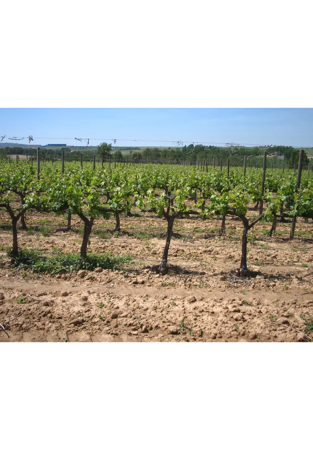 RIMARTS BRUT GRAN RESERVA 750ml
