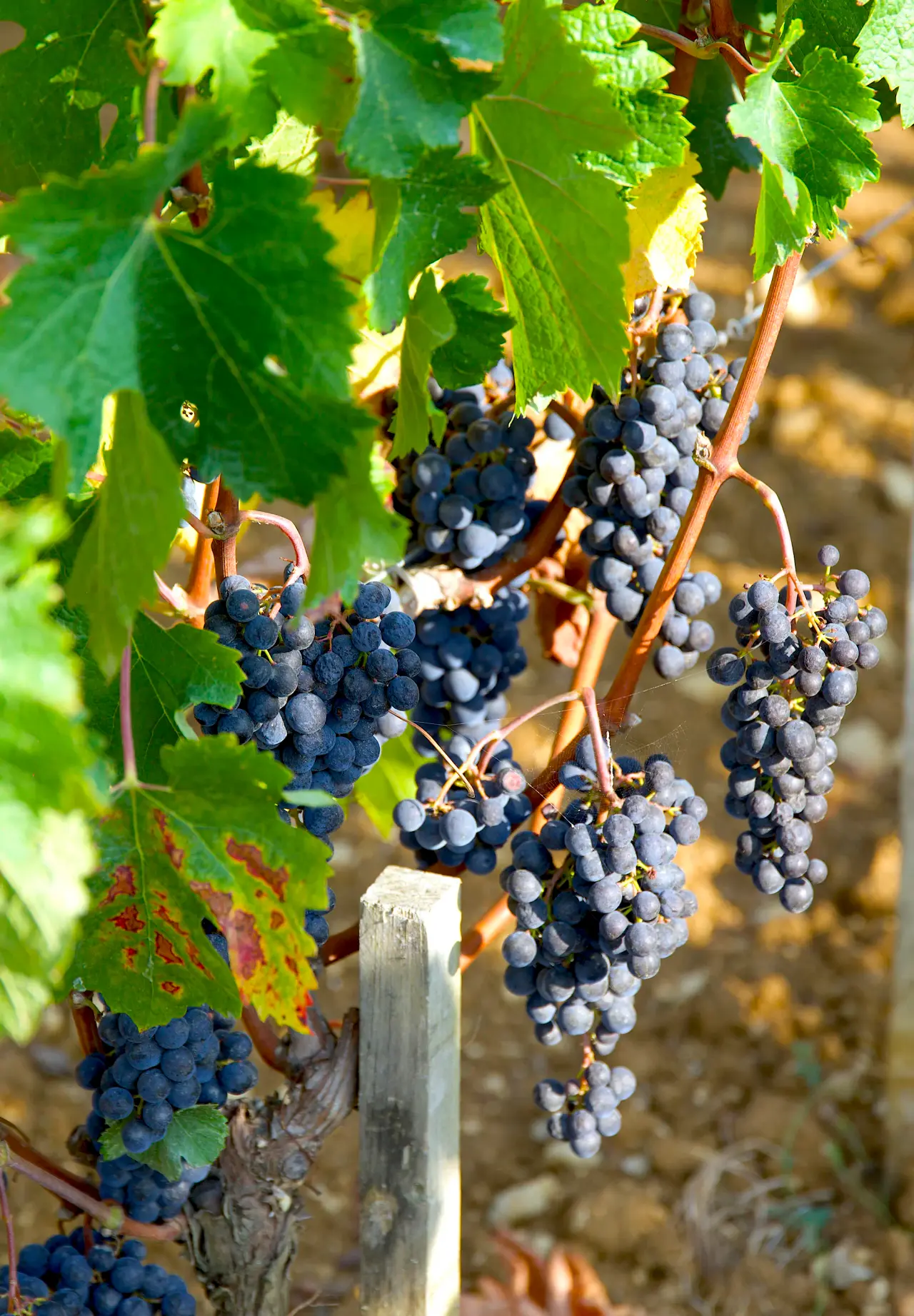 CLOS BADON THUNEVIN 2022（克洛·巴东·图内万）750ml