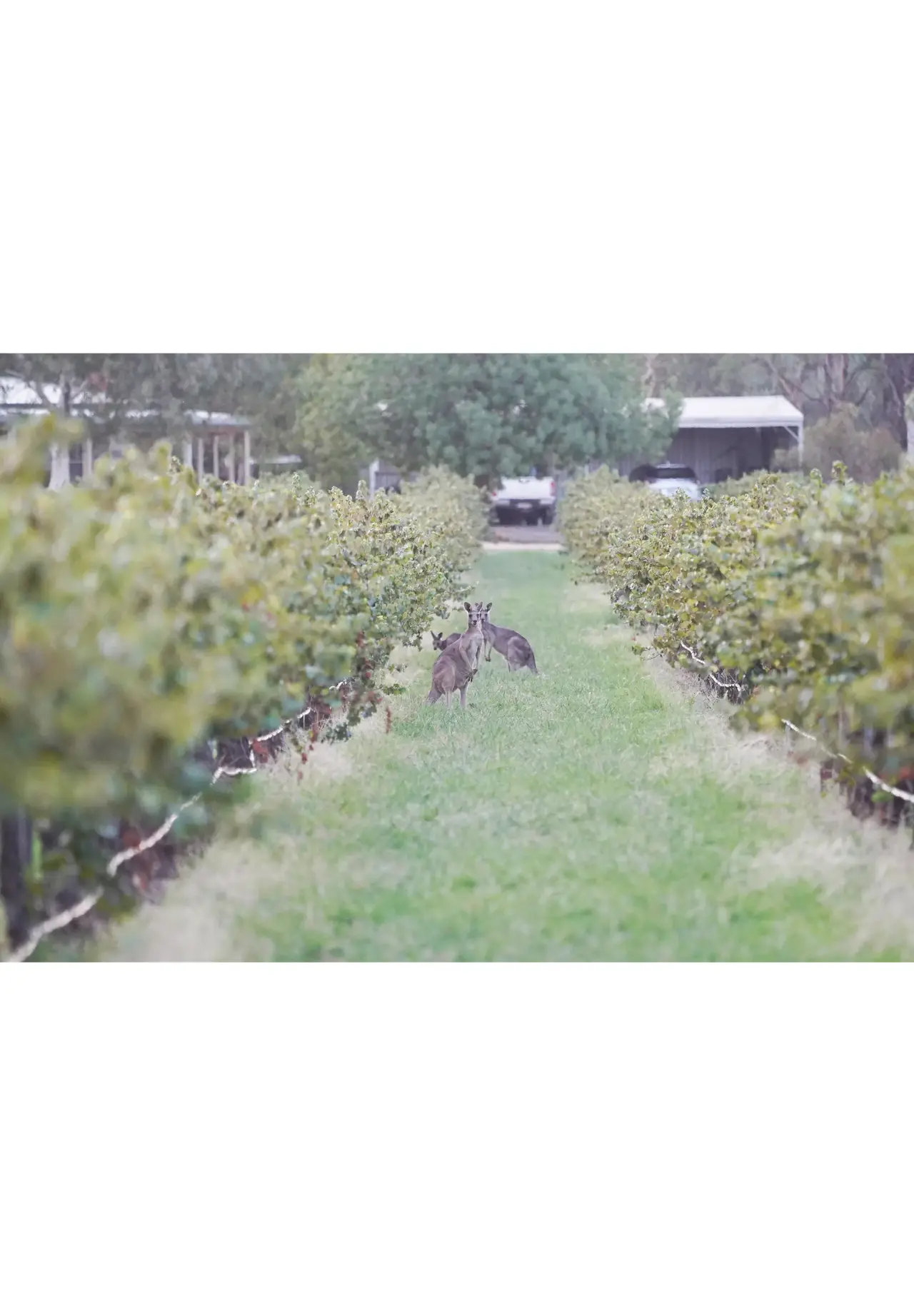 NUGAN ESTATE FRASCAS LANE KING VALLEY CHARDONNAY 750ml